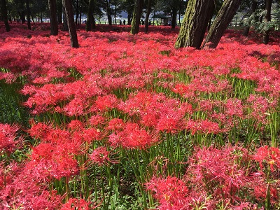 曼珠沙華