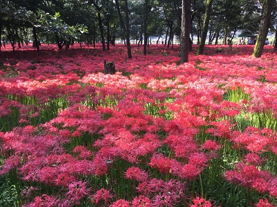 曼珠沙華