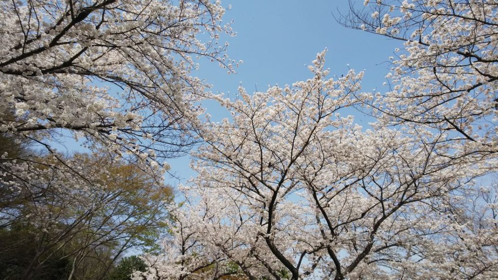 城山公園_桜4