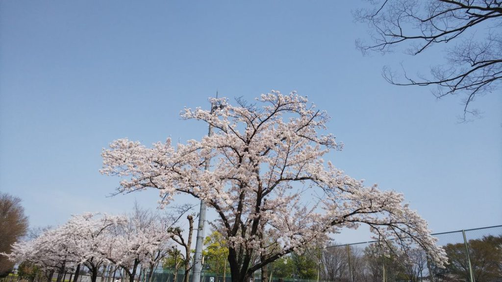 城山公園_桜2