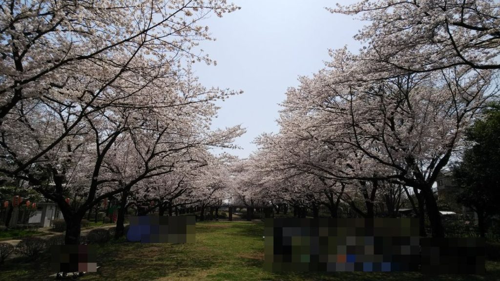 城山公園_桜1